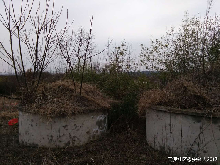 墓地风水 祖坟上长树会带来什么影响? 第1张 墓地风水 祖坟上长树会带来什么影响? 第1张
